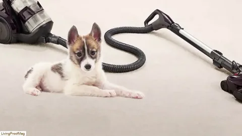 Best Cordless Vacuum for Pet Hair